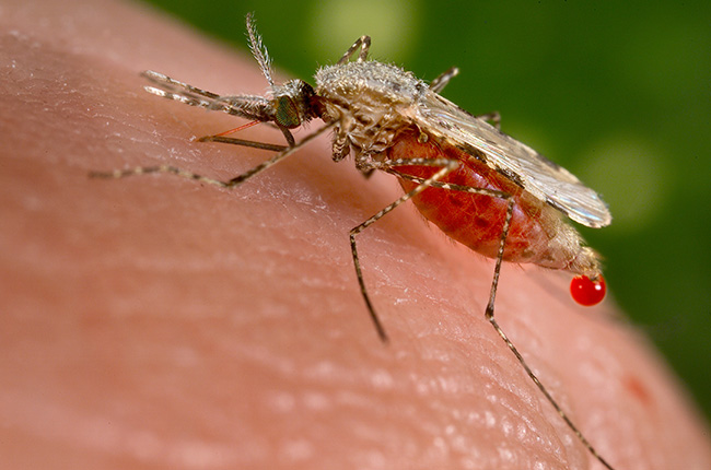 Malaria’s Deadly Comeback 
